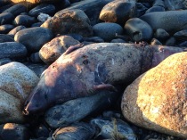 Two dead seals were discovered on Cobblestone Beach. A virus has been reported. I left a message on the Maritime Mammal hotline but never got a callback.
